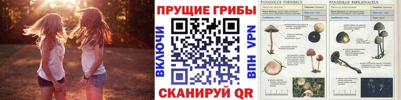 Купить  Барабинск  Псилоцибиновые грибы GOLDEN TEACHER 